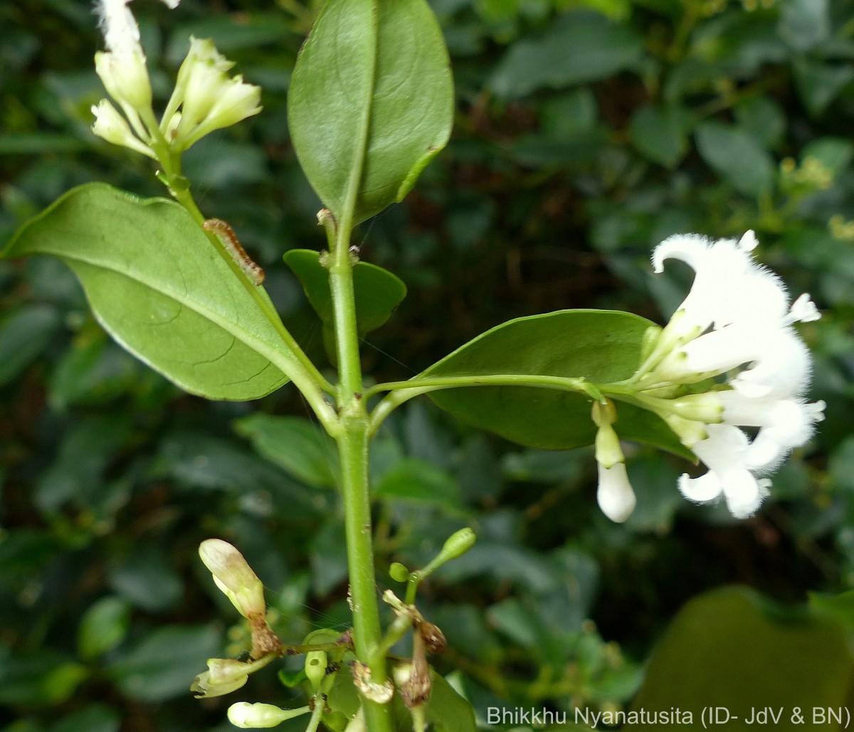 Hedyotis trimenii var. orbicularifolia Ridsdale